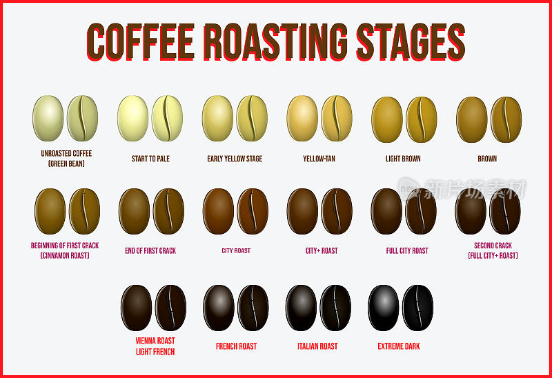 set of coffee beans realistic or various stage of roasting coffee beans from the green beans through to dark roast concept. eps 10 vector. easy to modify